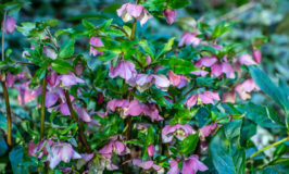 Hellebore in flower
