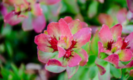 Learning about Hellebores