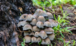The importance of composting naturally