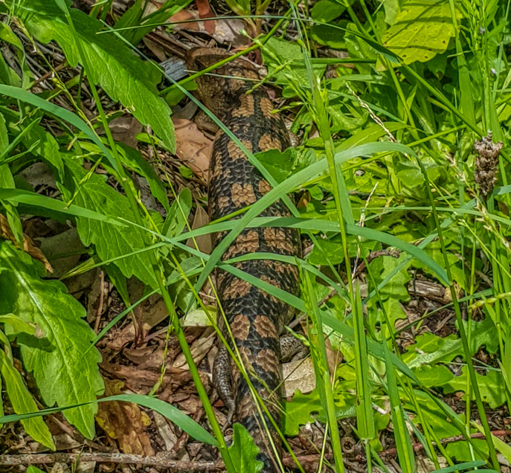 blue tongued lizard