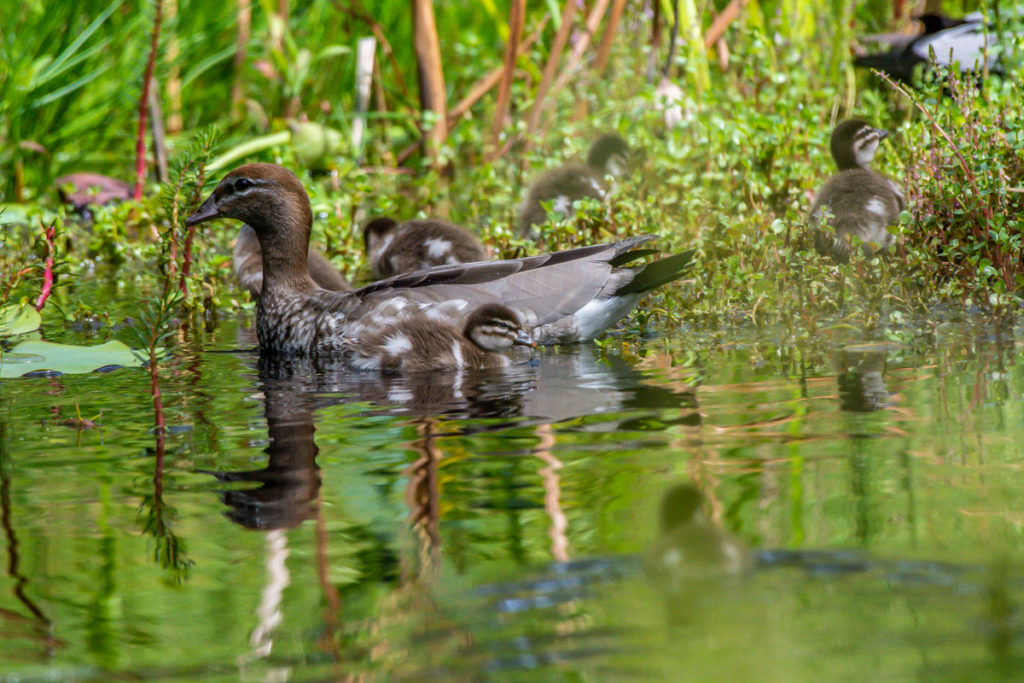 Australian wood duck family