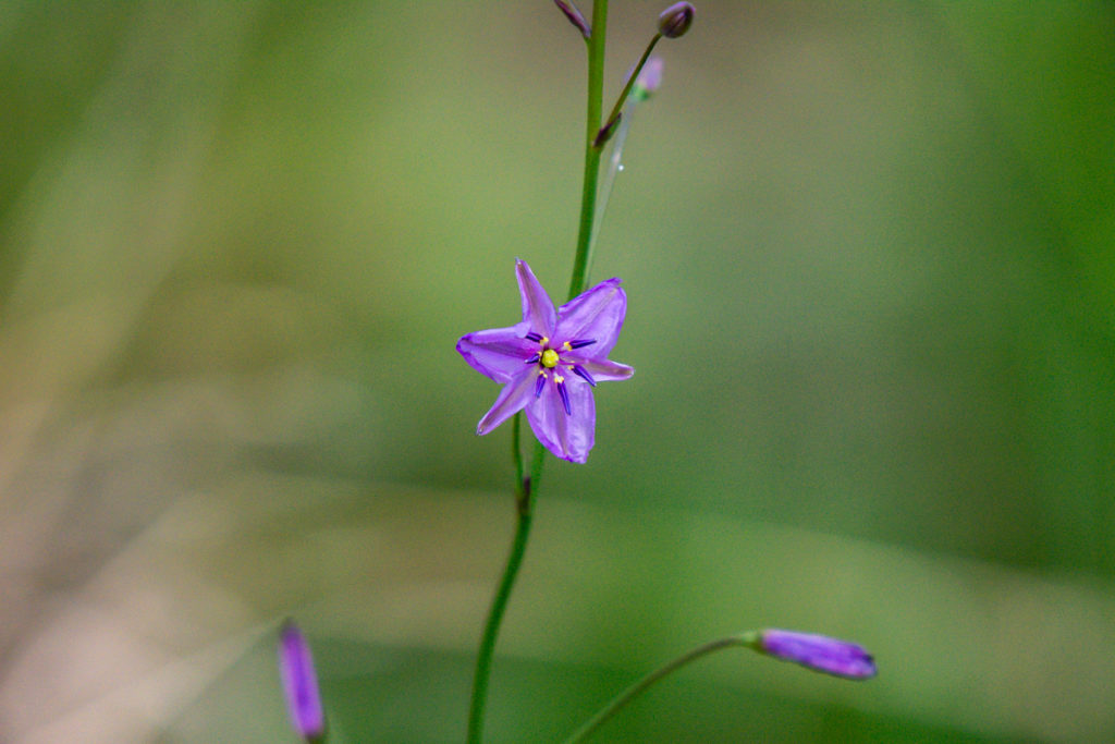 Chocolate Lily