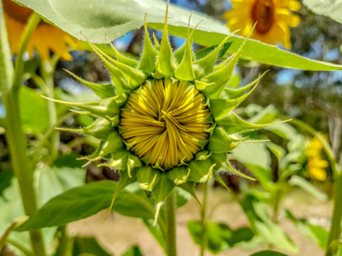Sunflower waiting to open