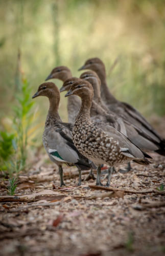 Australian Wood Ducks